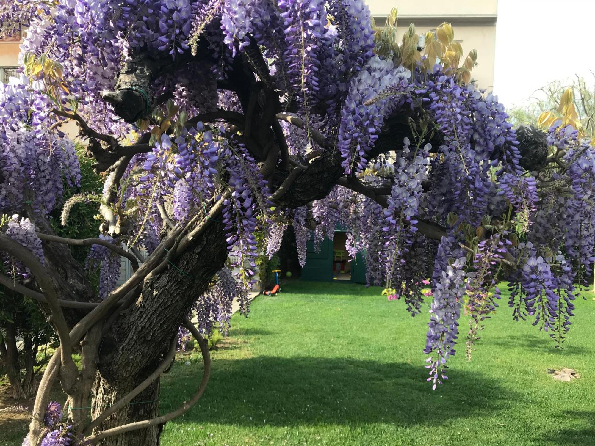 Villa Marlene B&B Albenga Eksteriør bilde