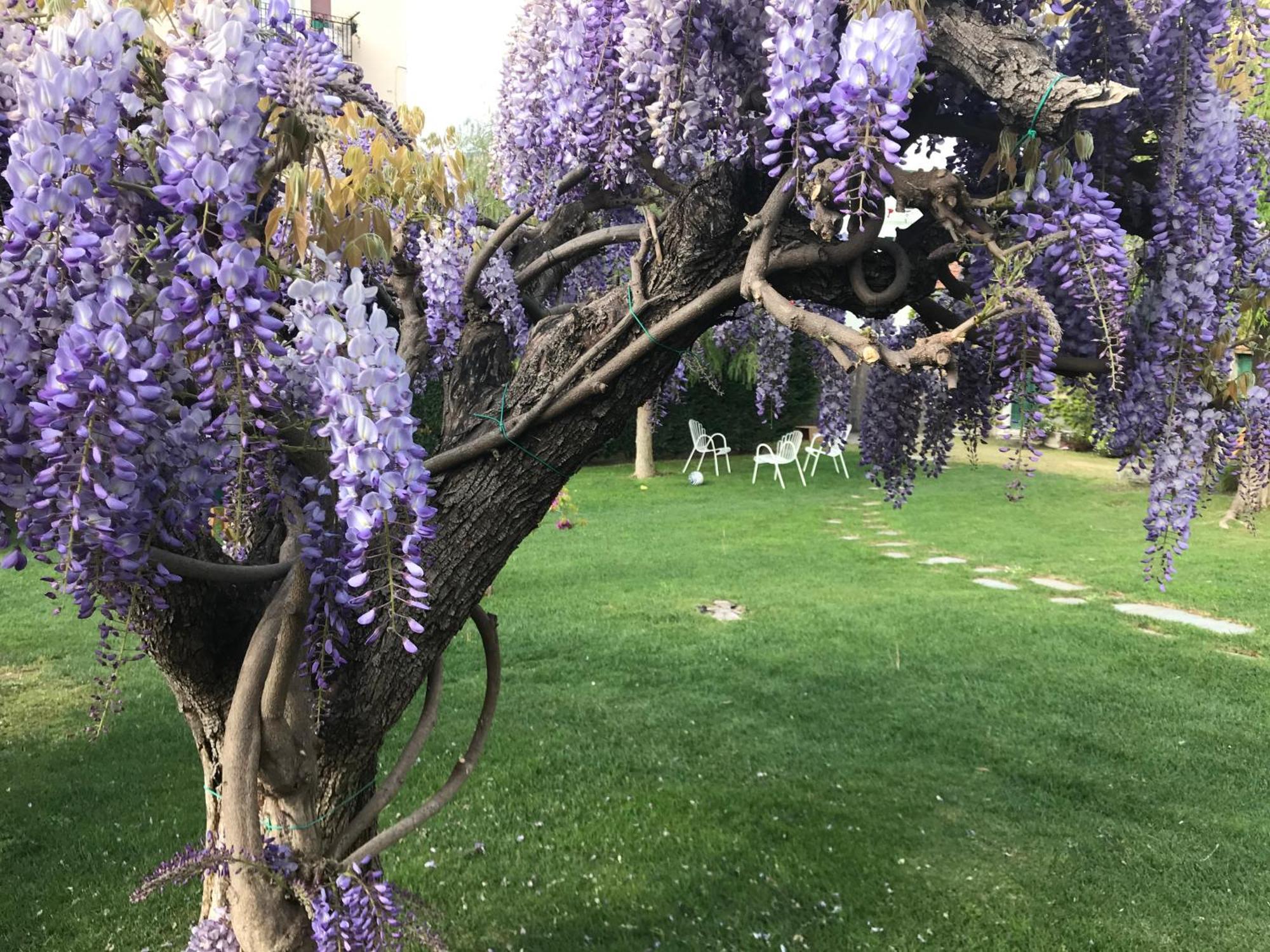 Villa Marlene B&B Albenga Eksteriør bilde